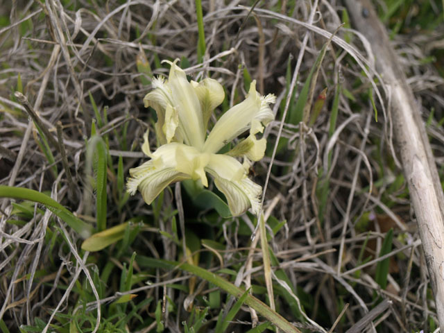 Iris pseudopumila - a quanto pare no...